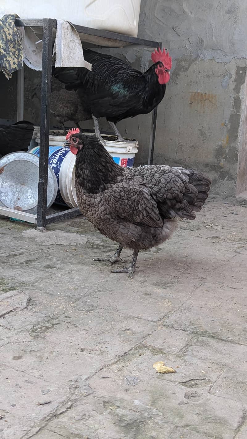 Australorp eggs 3