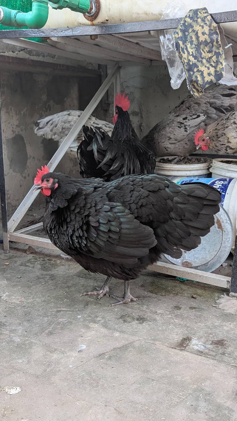 Australorp eggs 5