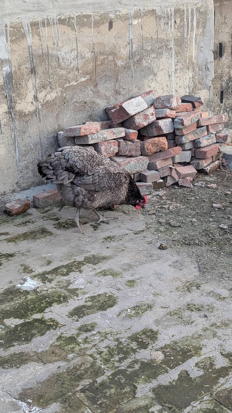 Australorp eggs 6