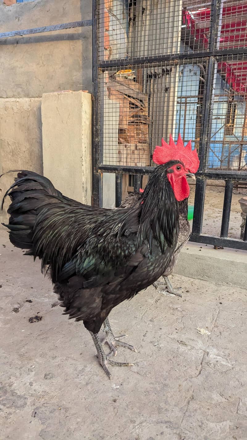 Australorp eggs 7