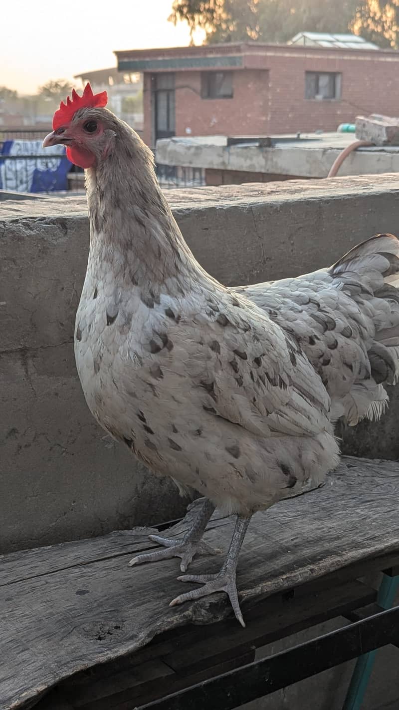 Australorp eggs 8