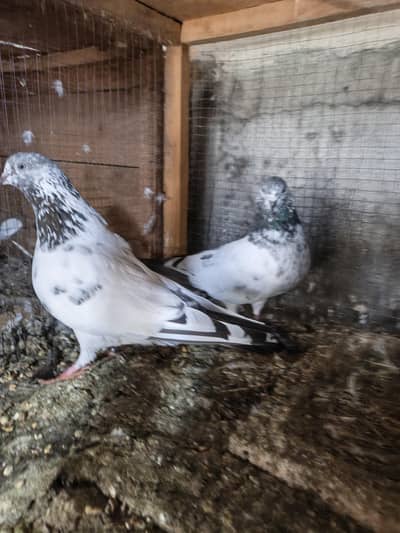 Breeder plus Parwazi Bachy