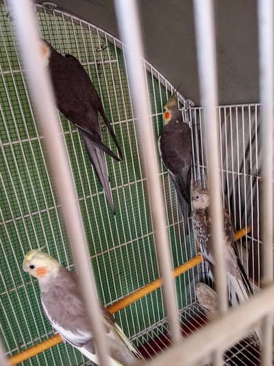 3 male hai 1 female