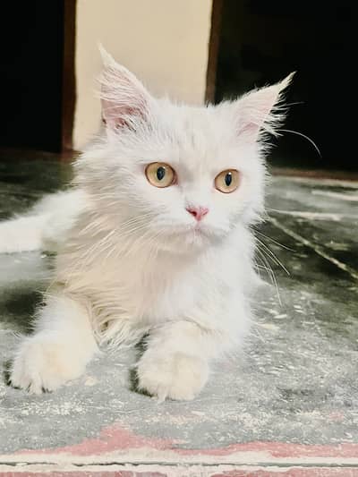 Sale cat