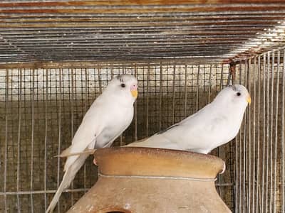 birds available for sale