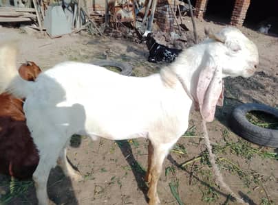 bakra