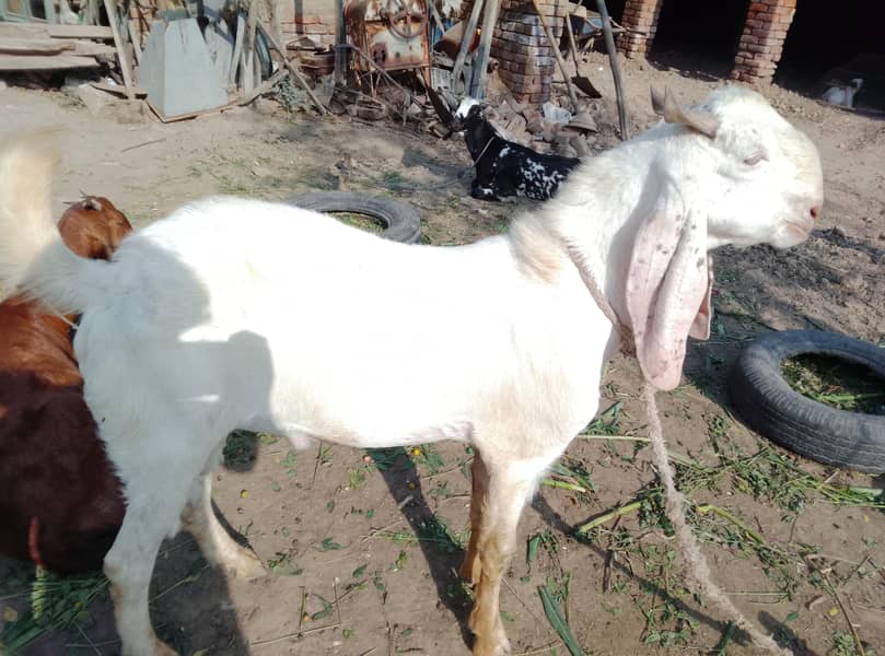 bakra 0
