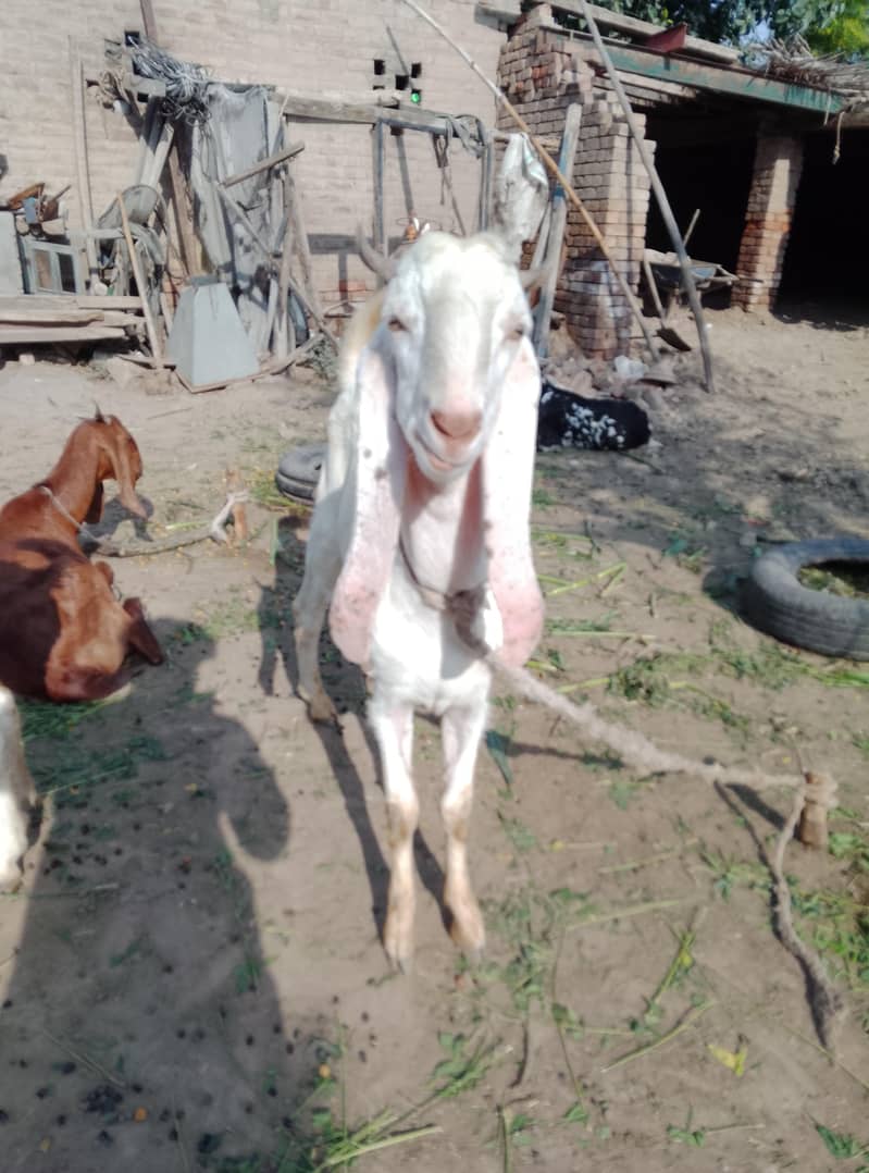 bakra 1