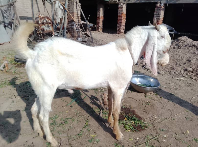 bakra 2