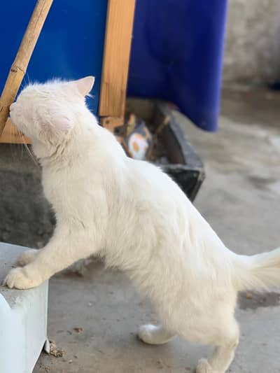 very good cat