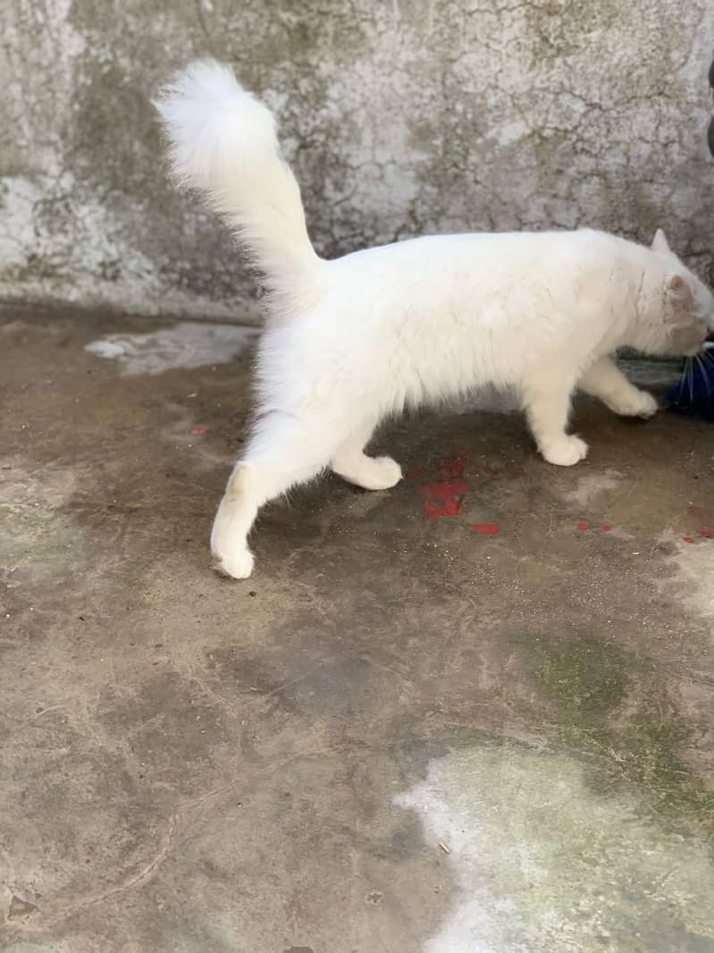 very good cat 1