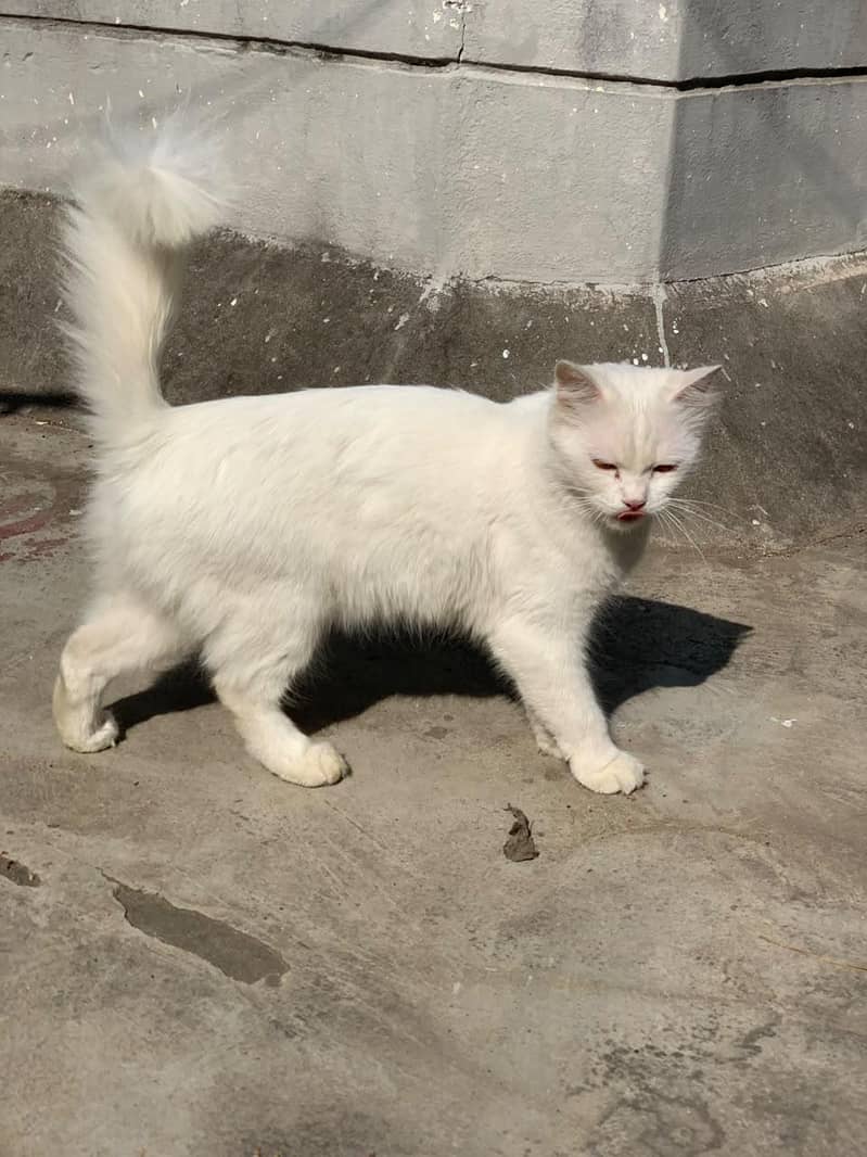 very good cat 2