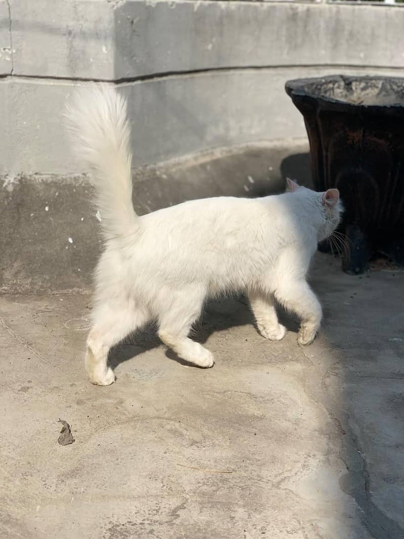 very good cat 3