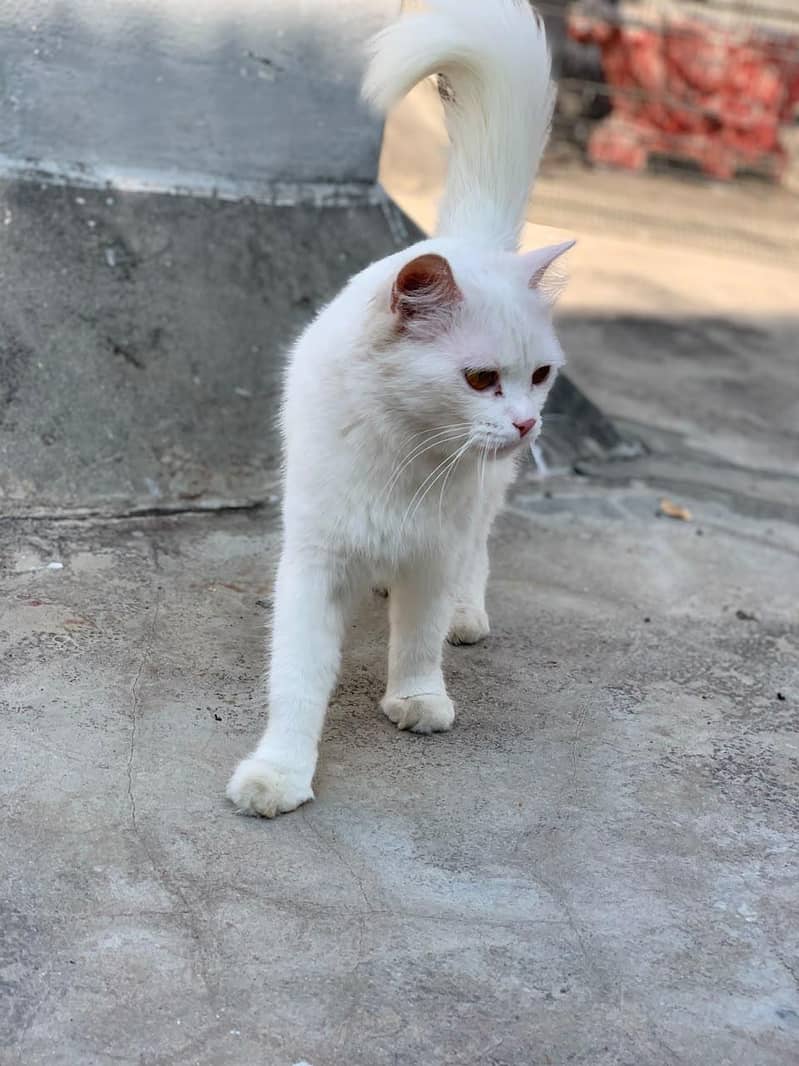 very good cat 4