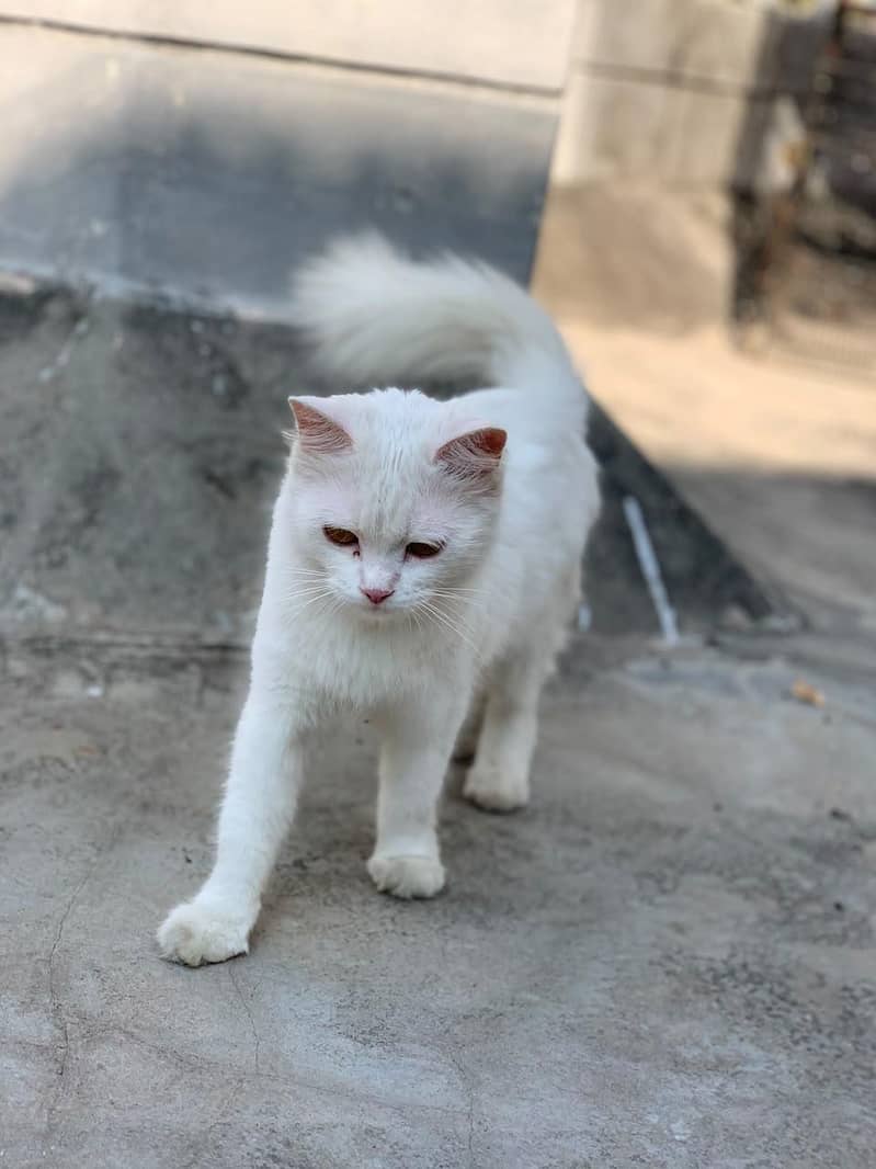 very good cat 5