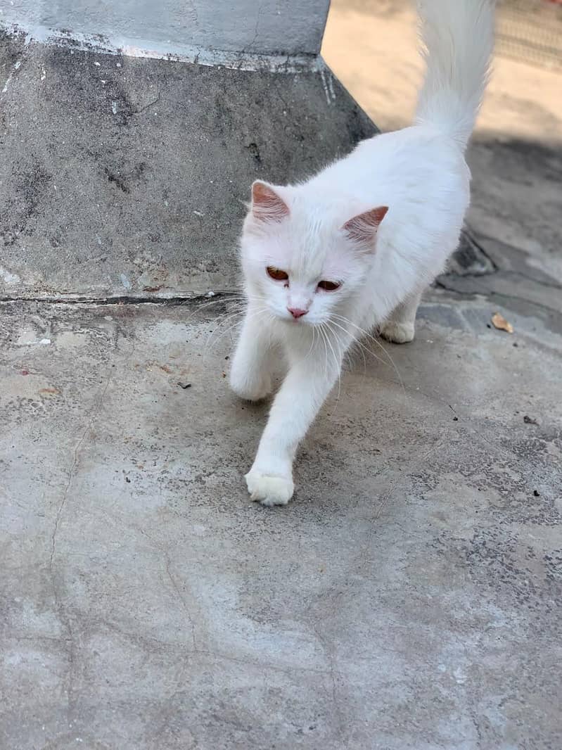 very good cat 6