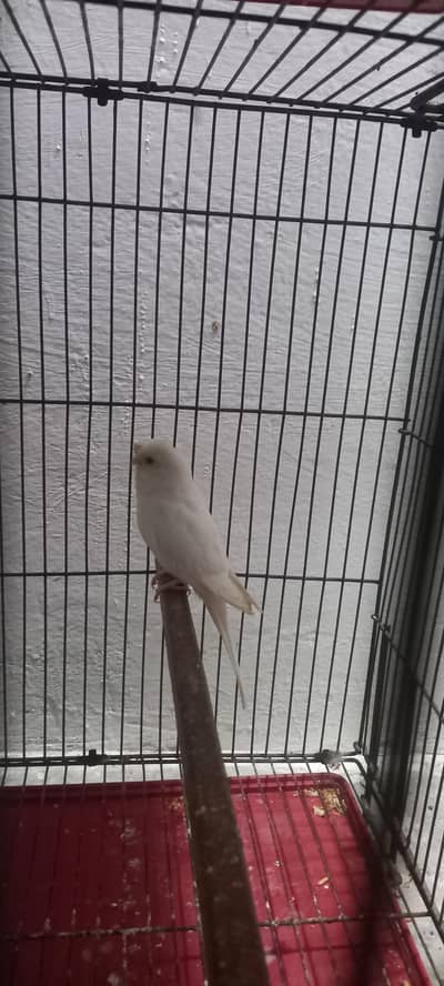 Red eyes Breeder pair