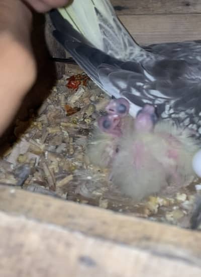 Healthy Cocktail chicks for tame