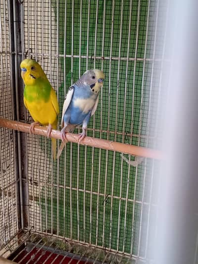 bijri parrot hai 2 pair hai or 2 male