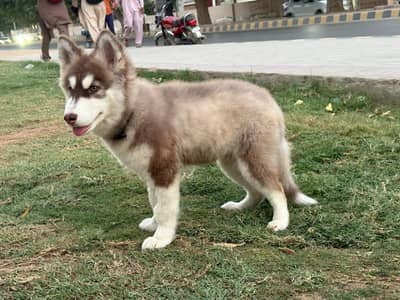Siberian husky female urgent sale