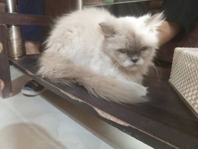 persian cat