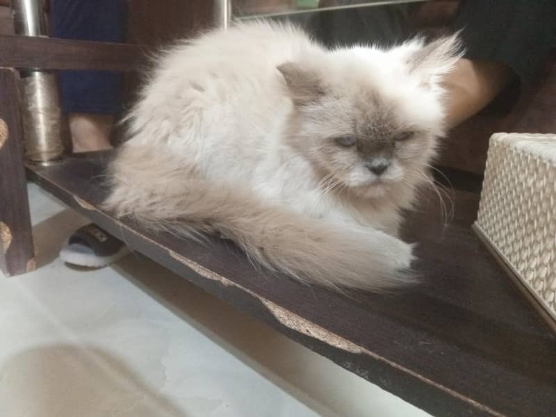 persian cat 0