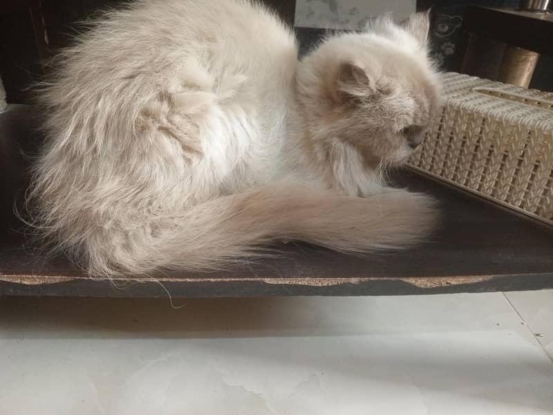 persian cat 1