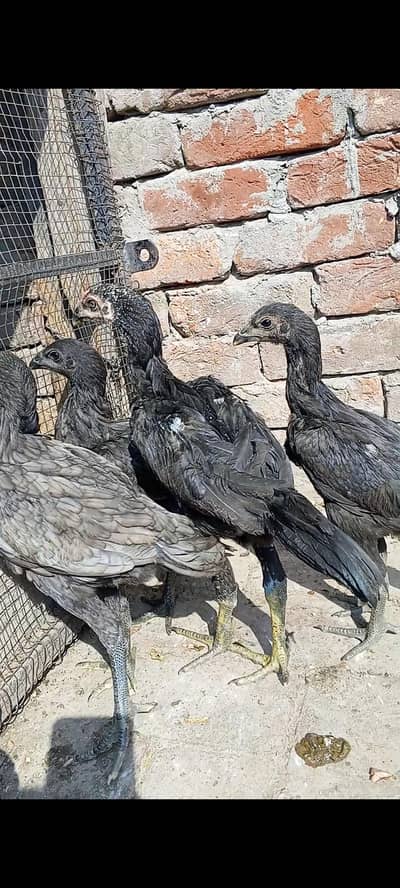 drogan 1 male 3 female 03014616729 Whatsapp