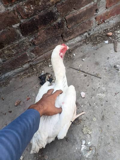 white shamo females for sale