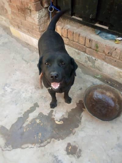 Labrador