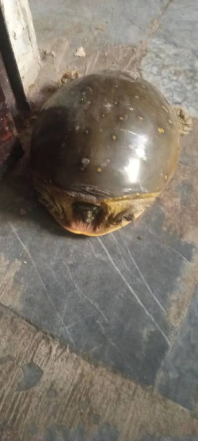 turtles (kachwa) for sale 8000