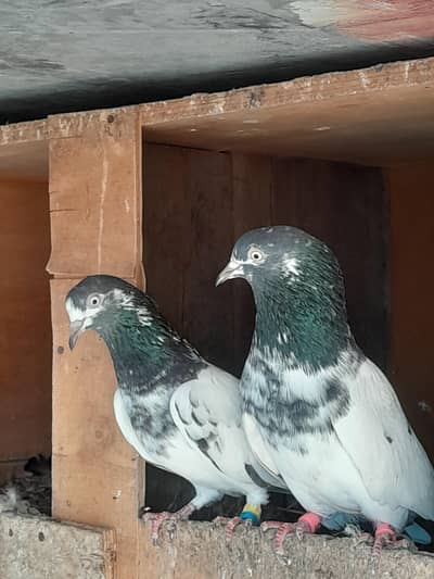 taddy pigeons for sell