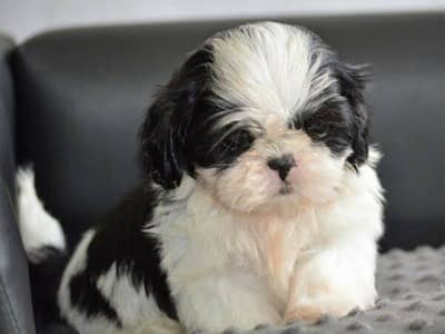 Shihtzu Pedigree puppies available