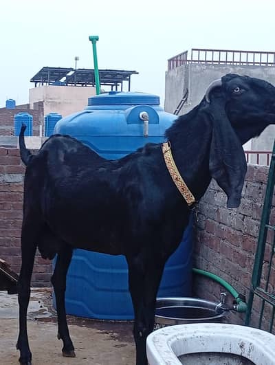 Amritsari