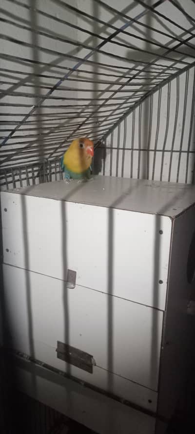 Love Breeder Pair