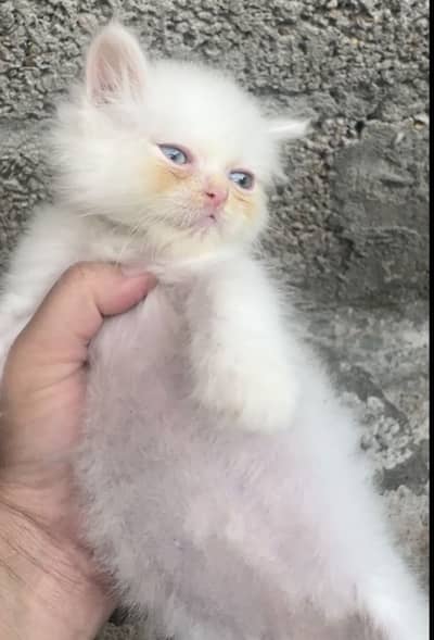 Persian kittens