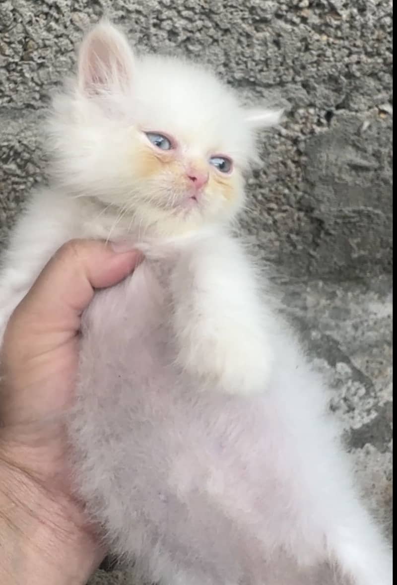 Persian 4 kittens 0