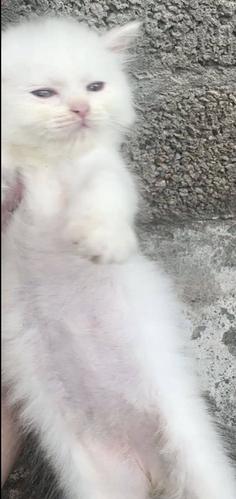Persian 4 kittens 1
