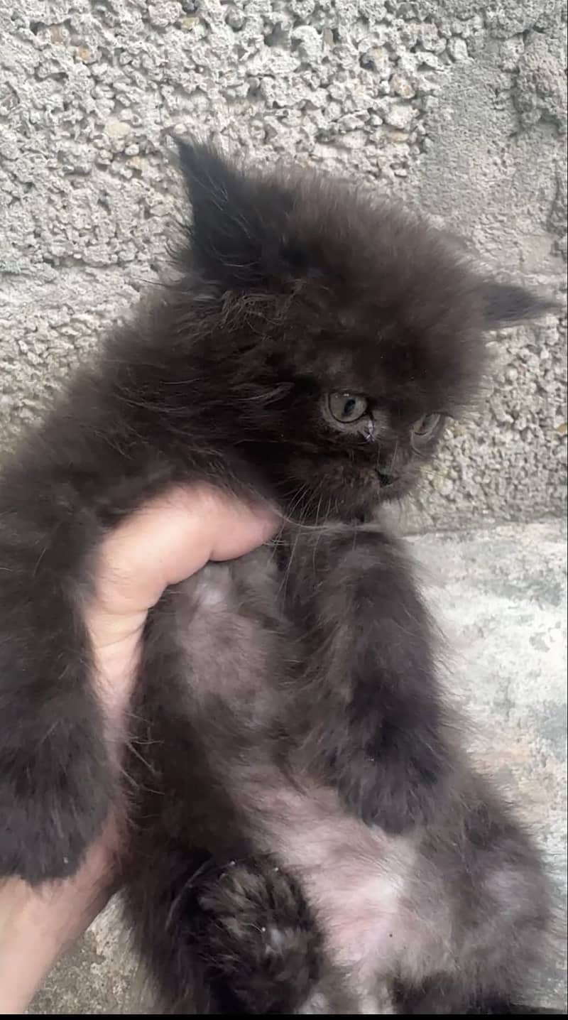 Persian 4 kittens 2