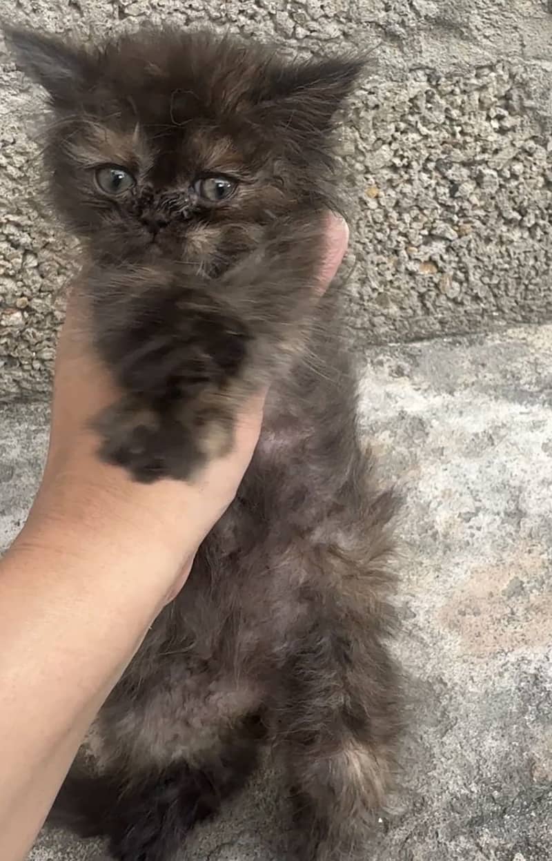 Persian 4 kittens 3
