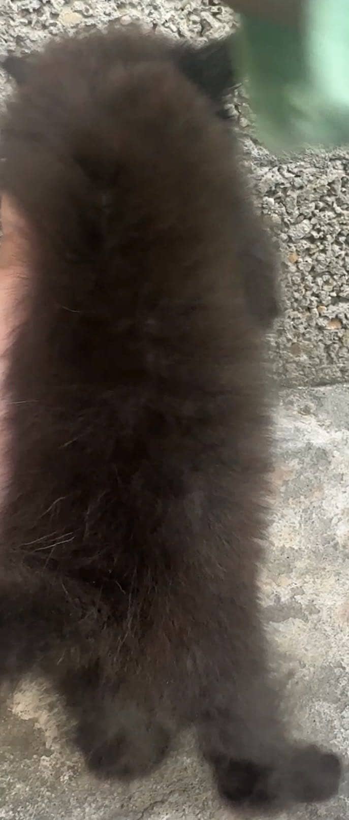 Persian 4 kittens 4