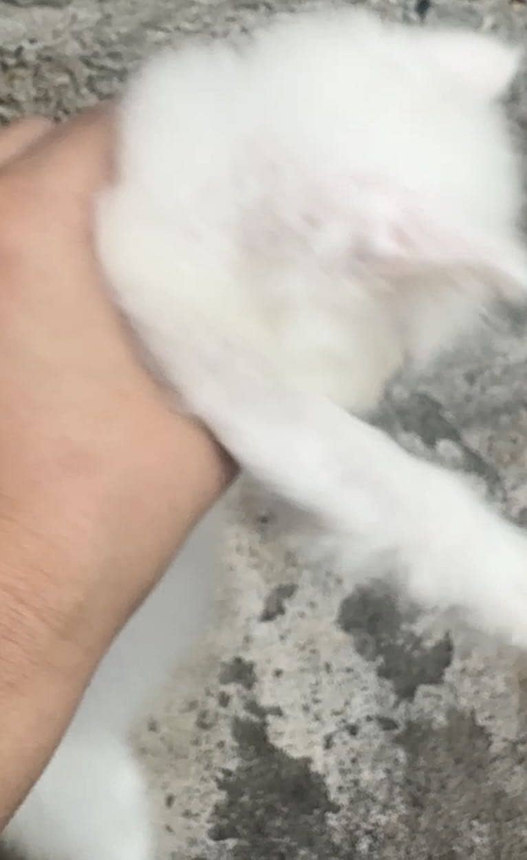 Persian 4 kittens 5