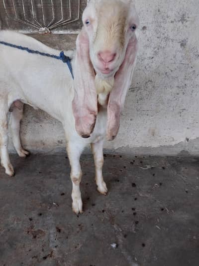 Rajanpuri Breeder Bakra For Sale