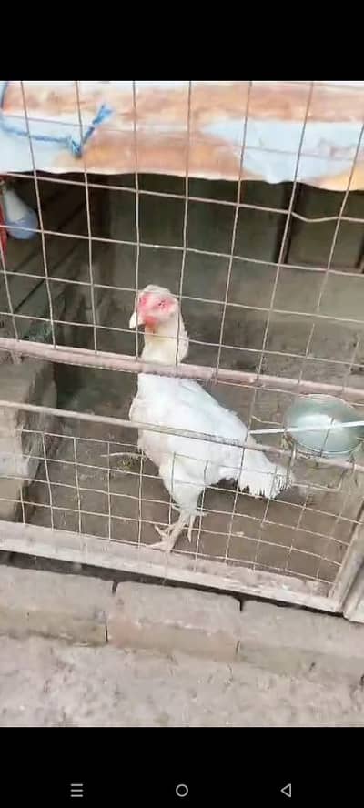 White  Shamo madi
