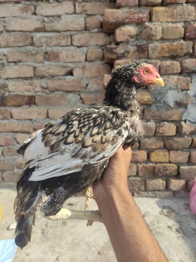 Aseel pathay aur pathiyan for sale