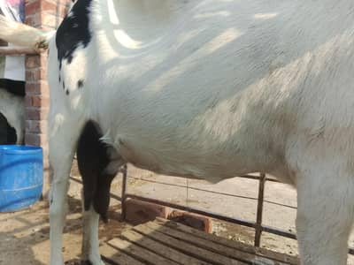 deis goat for sale