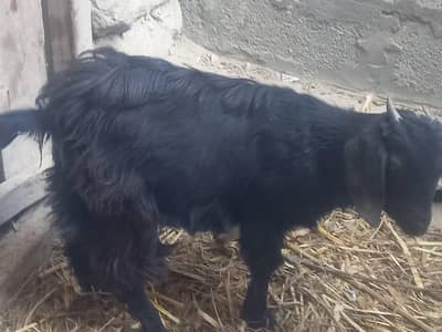 Goat for sell