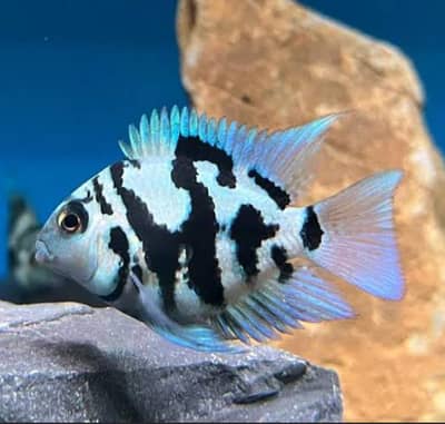 polar parat fish blue polar snow polar