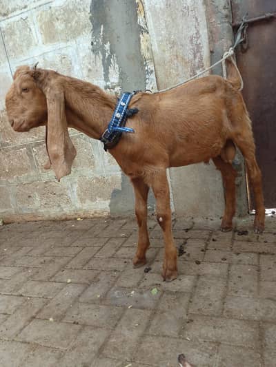 7 mahina ka bakra ha sell Kara hon
