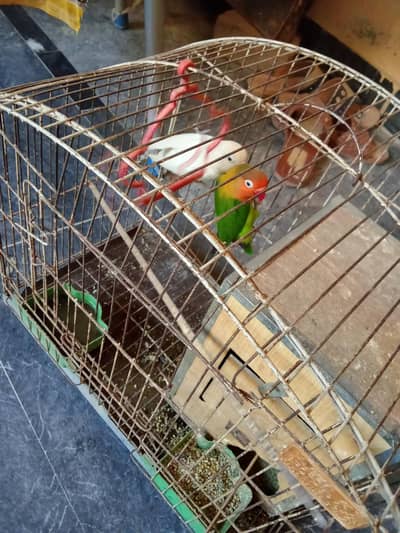love birds Breeder for sale